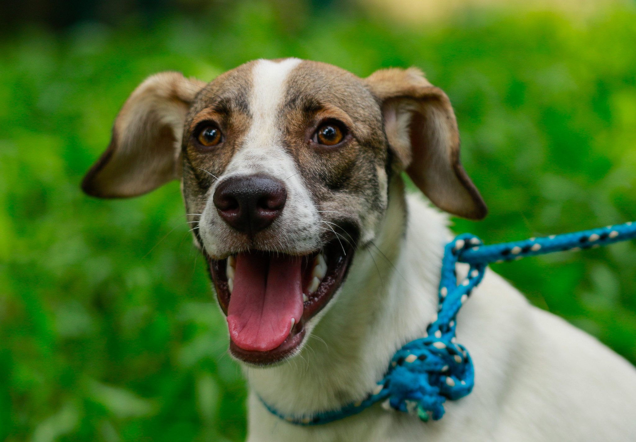 Começam nesta quinta-feira as primeiras castrações de cães e gatos