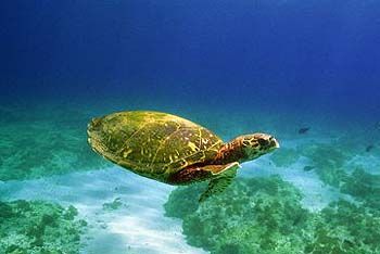 Vitória Inicia Elaboração do Plano de Manejo para APA Baía das Tartarugas