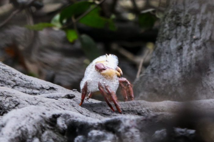 PMV realiza ações em escolas para sensibilizar sobre 3ª andada do caranguejo-uçá