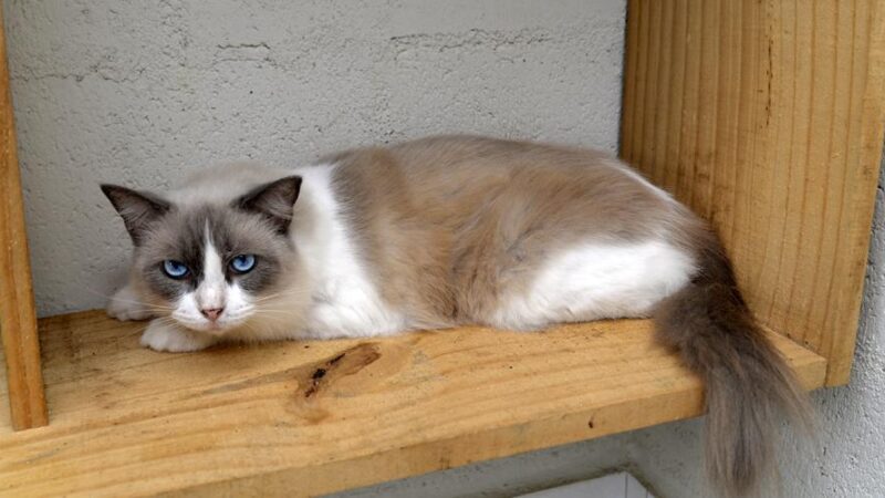 ​Vila Velha promove campanha permanente de adoção de animais