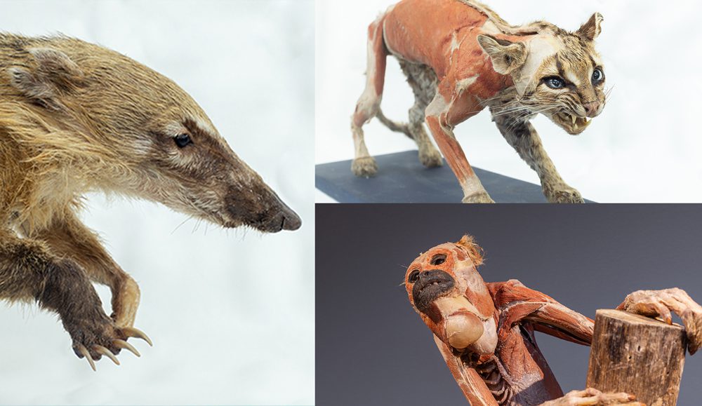 Exposição “Moradores da Floresta” apresentará em municípios do Espírito Santo, e também outros estados, acervo de mais de 100 espécimes plastinados de animais silvestres e anatomia humana