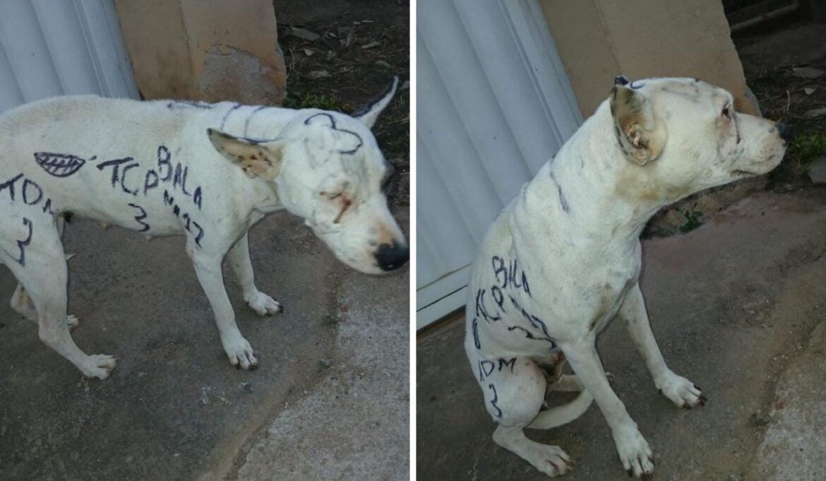 Suspeito de pichar cadela com referências a facções é preso em Guarapari