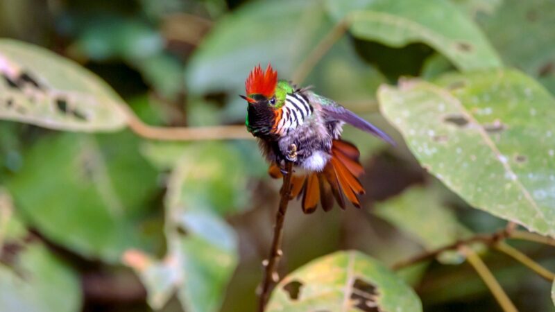 Espírito Santo: um tesouro de biodiversidade entre o mar e as montanhas