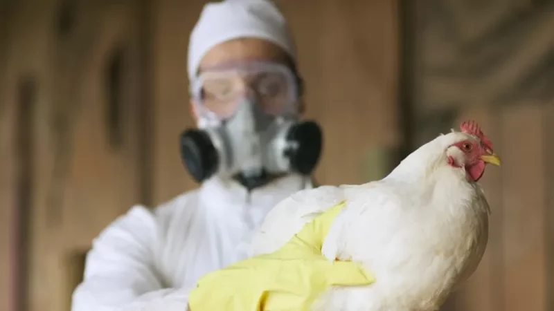Espírito Santo fecha mais ilhas após registro de gripe aviária