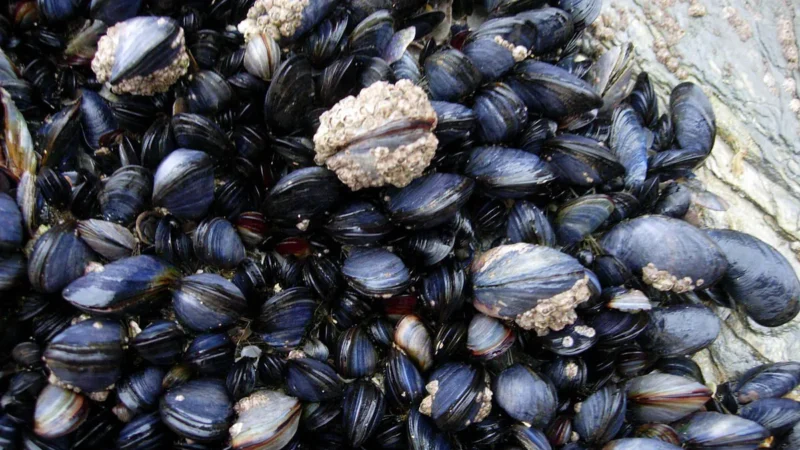 Inicia o período de defeso do sururu de costão em Vitória