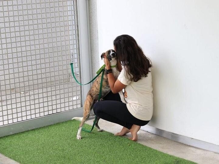 Feira de adoção leva cães e gatos ao Parque da Cidade nesta sexta-feira, na Serra
