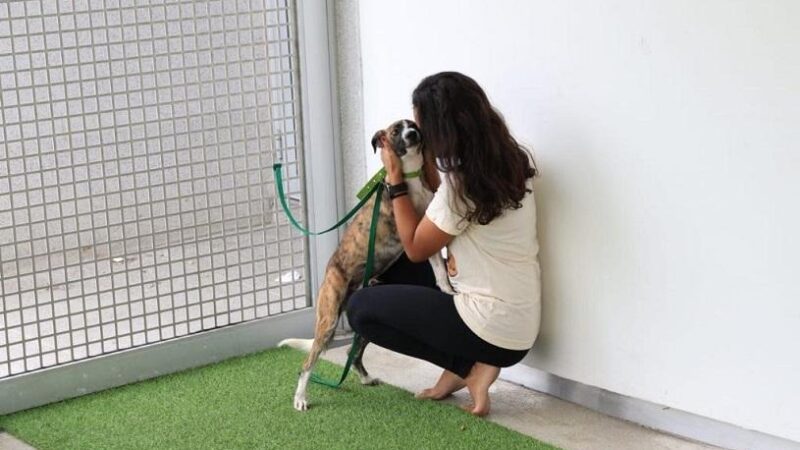 Feira de adoção leva cães e gatos ao Parque da Cidade nesta sexta-feira, na Serra
