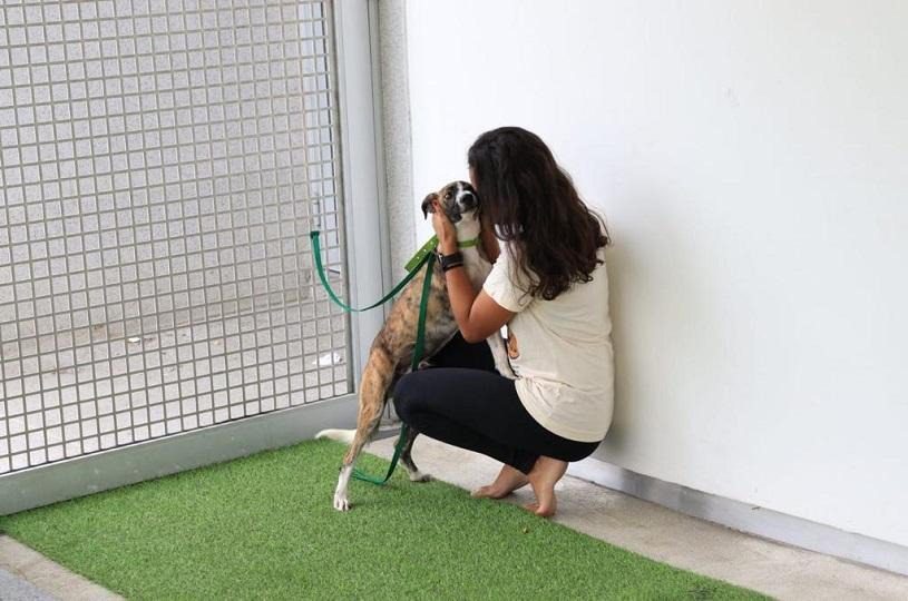 Feira de adoção leva cães e gatos ao Parque da Cidade nesta sexta-feira, na Serra