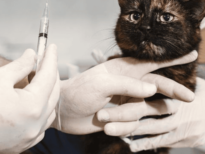 Espírito Santo abre edital para construir o 1º hospital veterinário público do estado