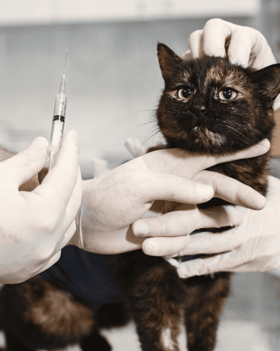 Espírito Santo abre edital para construir o 1º hospital veterinário público do estado