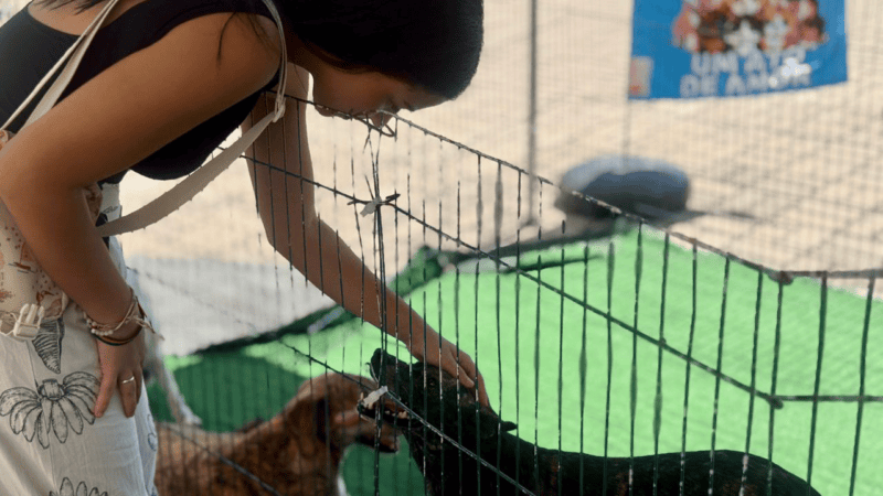 Feira de adoção de pets continua neste domingo na Orla de Cariacica