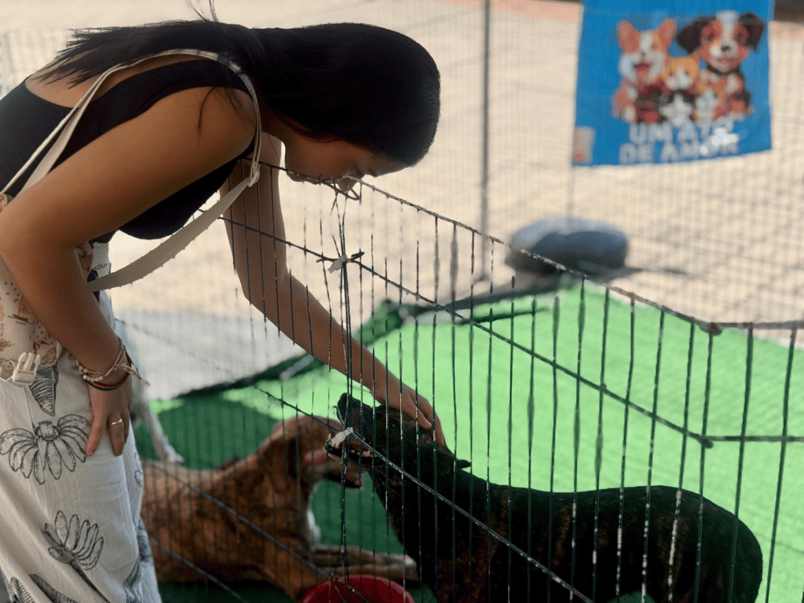 Feira de adoção de pets continua neste domingo na Orla de Cariacica