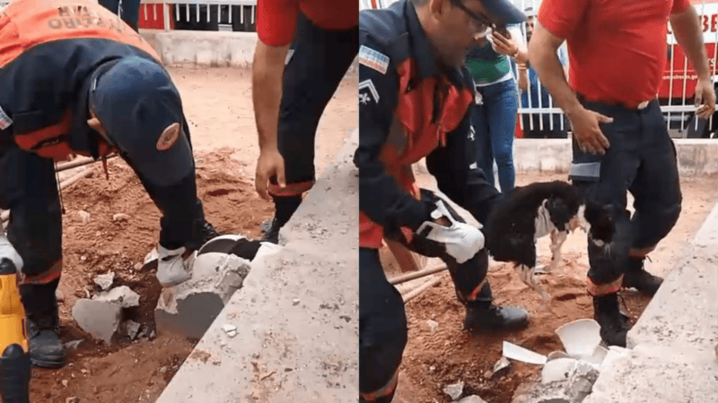 Gata é resgatada após passar três dias presa em cano no Espírito Santo