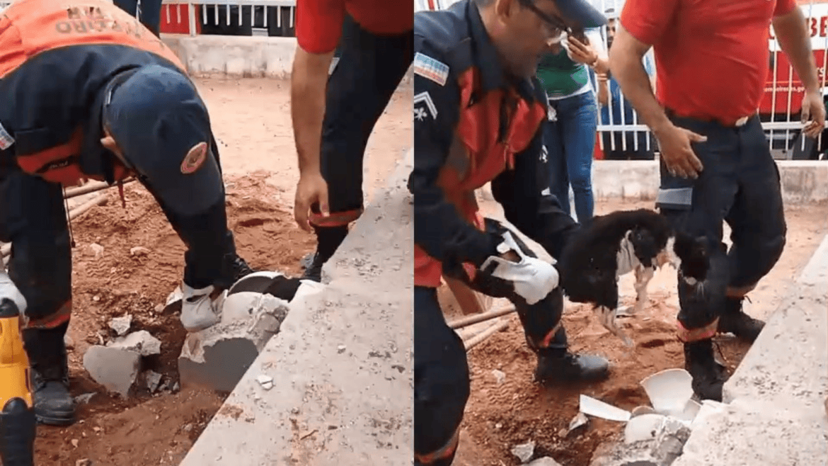 Gata é resgatada após passar três dias presa em cano no Espírito Santo
