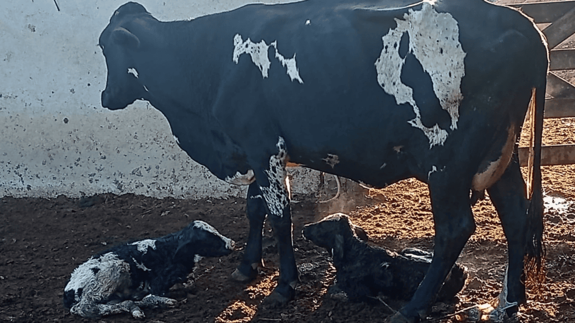 Vacas produzem mais leite ao som de forró e música clássica no ES