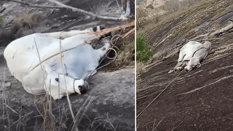 Touro é resgatado de penhasco de 50 metros por bombeiros no ES