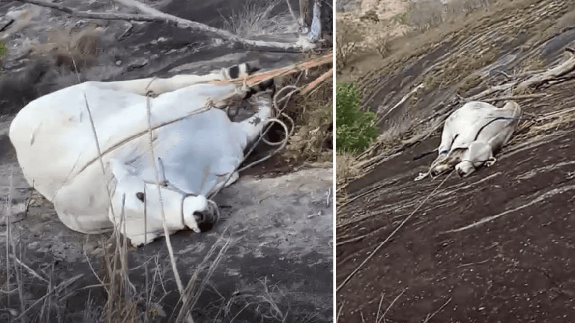Touro é resgatado de penhasco de 50 metros por bombeiros no ES