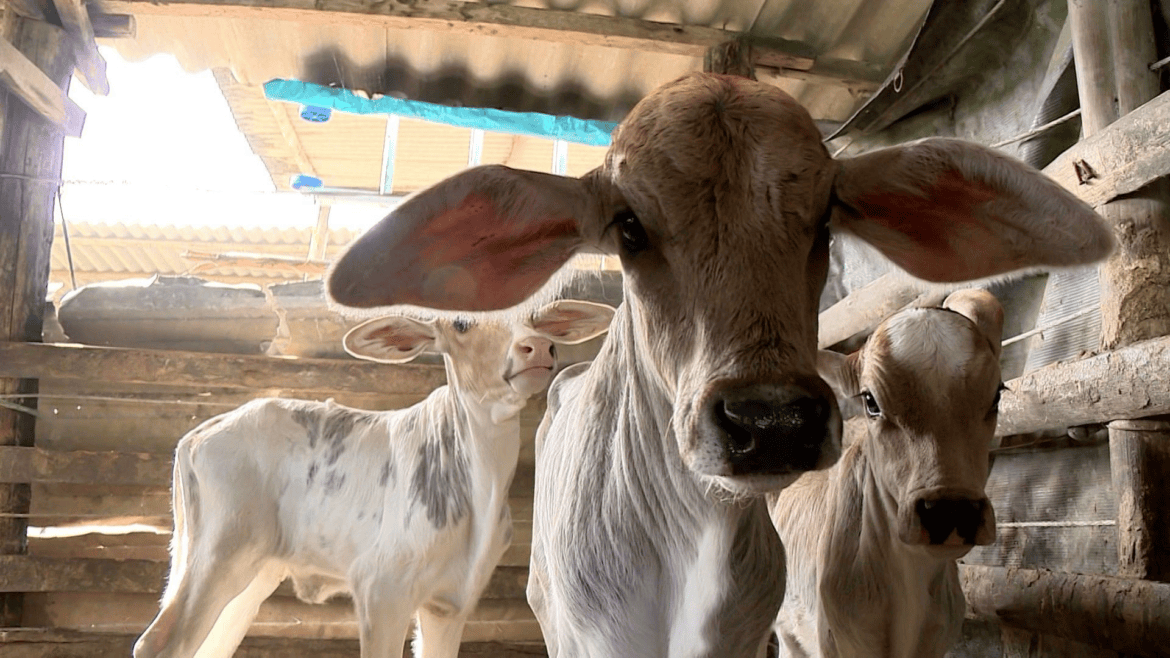 Vaca dá à luz três bezerros de uma vez e surpreende produtor em São Mateus