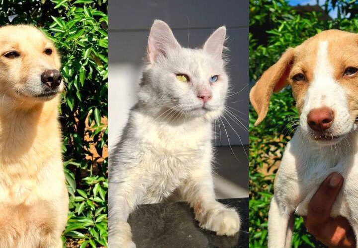 Vila Velha promove feira de adoção com 17 cães e gatos neste sábado