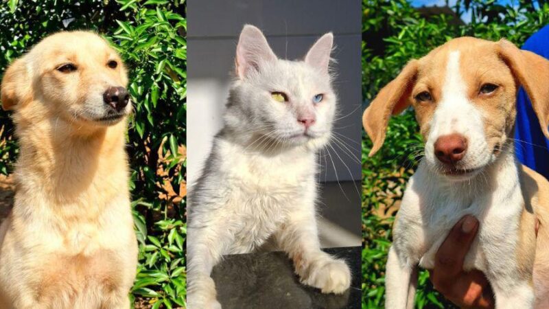 Vila Velha promove feira de adoção com 17 cães e gatos neste sábado