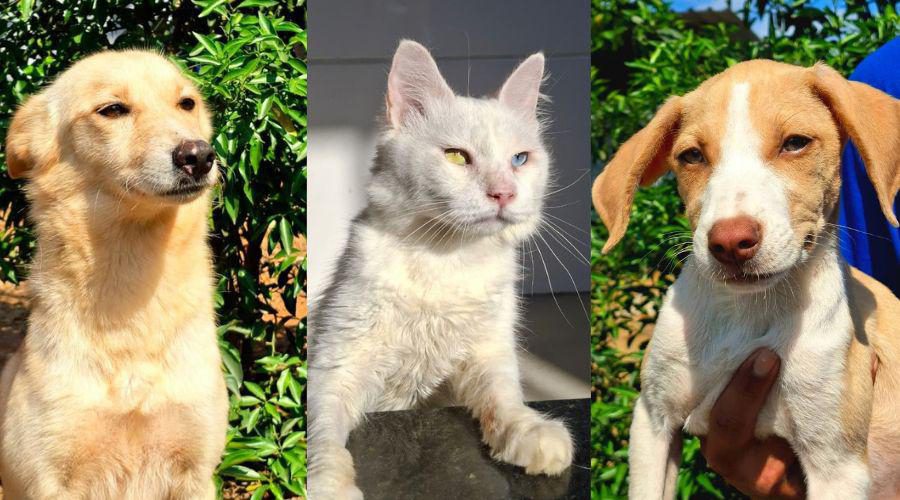 Vila Velha promove feira de adoção com 17 cães e gatos neste sábado