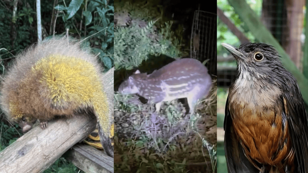 Animais resgatados de caça e maus-tratos são soltos no ES