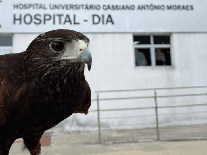Gavião é usado para afastar pombos de hospital em Vitória