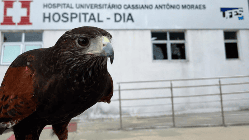 Gavião é usado para afastar pombos de hospital em Vitória