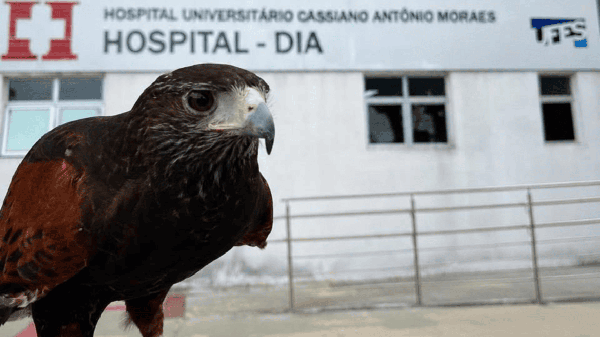 Gavião é usado para afastar pombos de hospital em Vitória