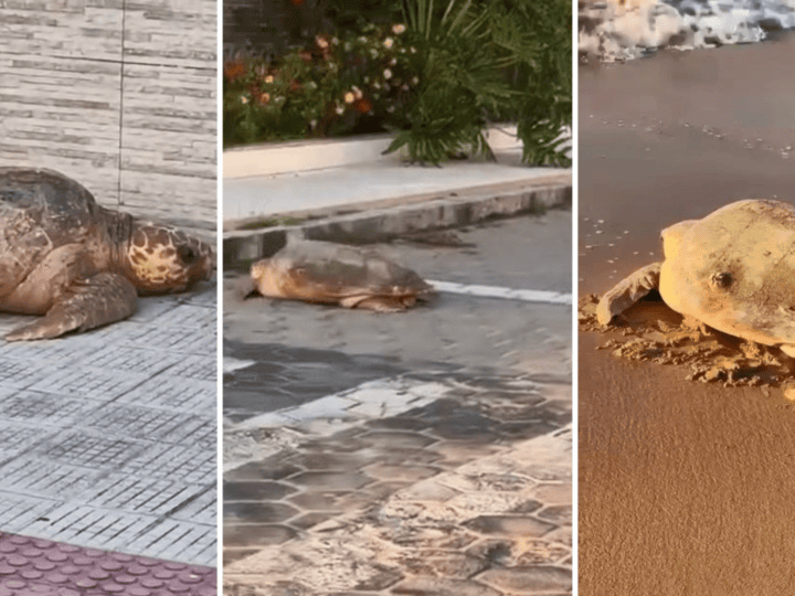 Iluminação desorienta tartaruga após desova em Anchieta