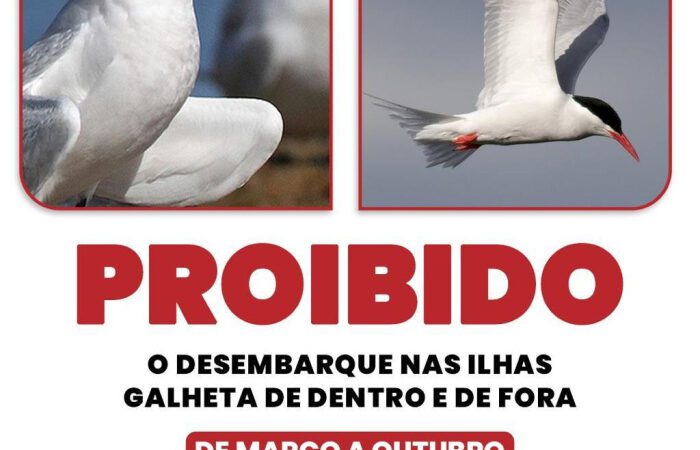 Acesso às Ilhas Galheta segue proibido até 31 de outubro para proteger aves marinhas em Vitória