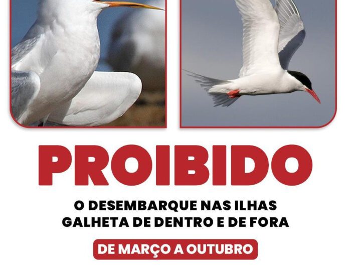 Acesso às Ilhas Galheta segue proibido até 31 de outubro para proteger aves marinhas em Vitória