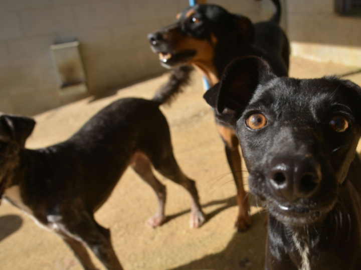 Serra abre 120 vagas para castração gratuita de cães e gatos