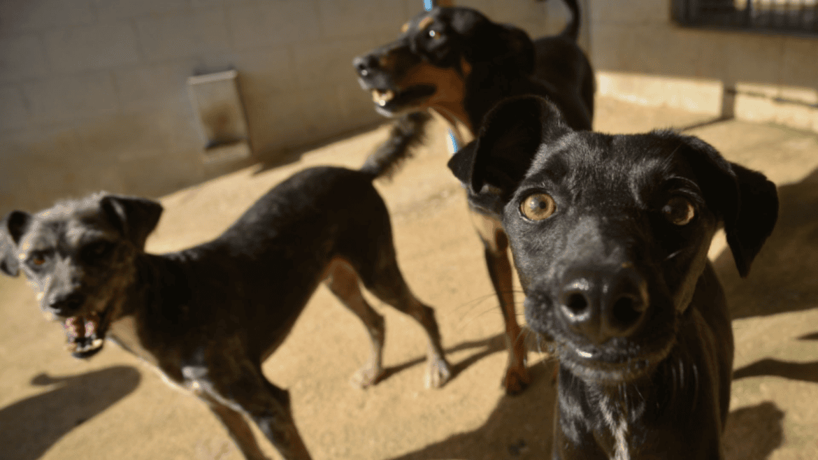 Serra abre 120 vagas para castração gratuita de cães e gatos