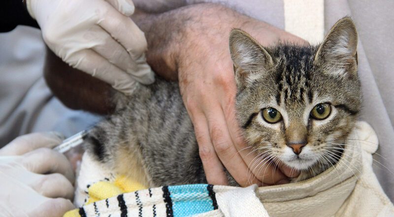 Campanha de vacinação de cães e gatos em 37 bairros de Cariacica no próximo sábado (3)