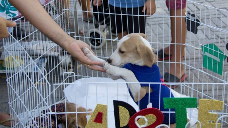 Nova Brasília, terá feira de adoção de animais neste sábado (20)