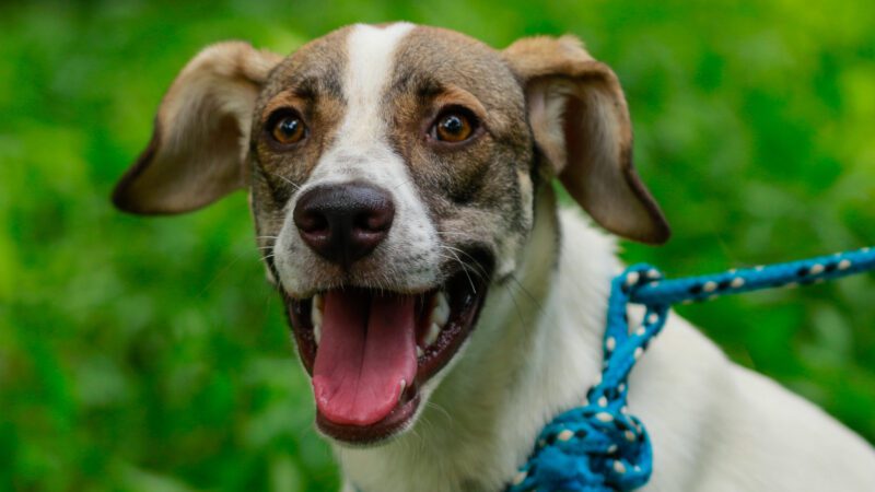 Começam nesta quinta-feira as primeiras castrações de cães e gatos