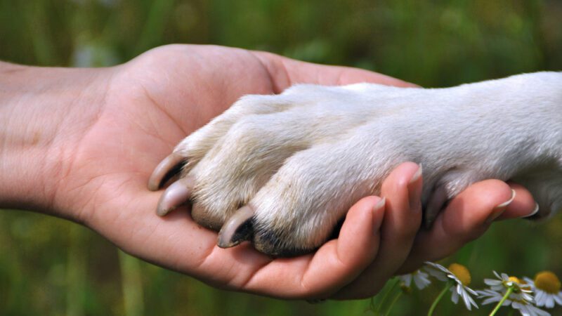 Secretaria de Desenvolvimento da Cidade e Meio Ambiente apostou na desburocratização e em proteção dos animais