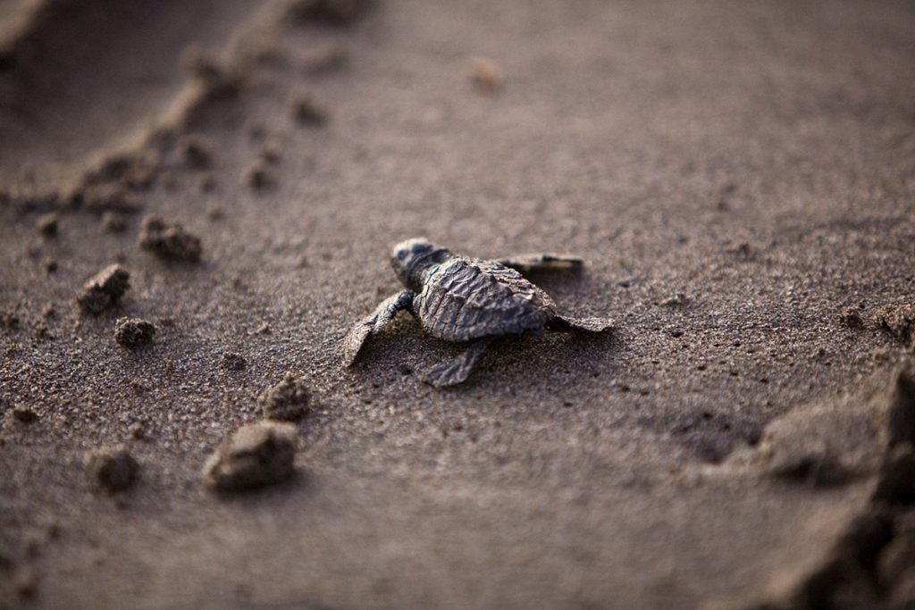 ​Filhotes de tartaruga-cabeçuda nascem na orla de Vila Velha