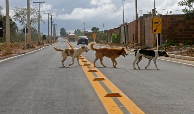 Projeto torna obrigatório socorrer animais atropelados