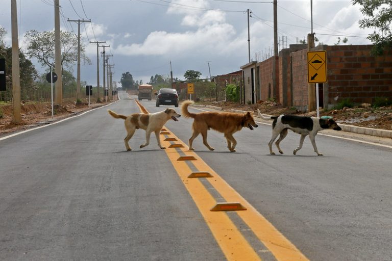 Projeto torna obrigatório socorrer animais atropelados