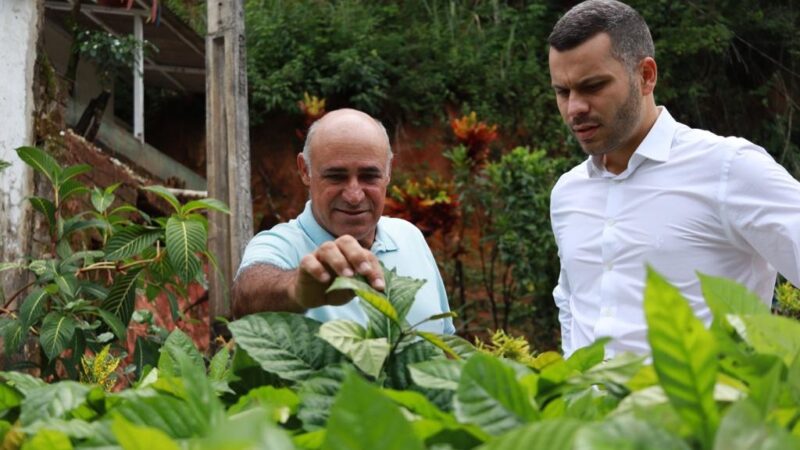 Produtores rurais de Viana recebem 30 mil mudas de café conilón