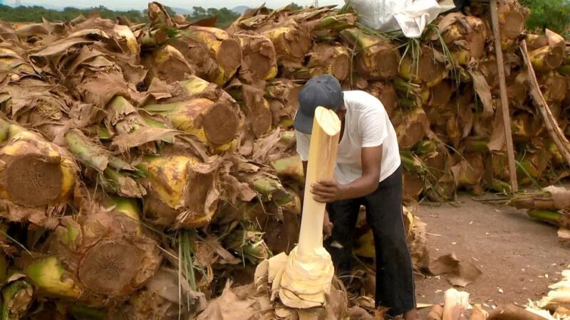 Prefeitura de Cariacica divulga pontos de venda de palmito para a Semana Santa