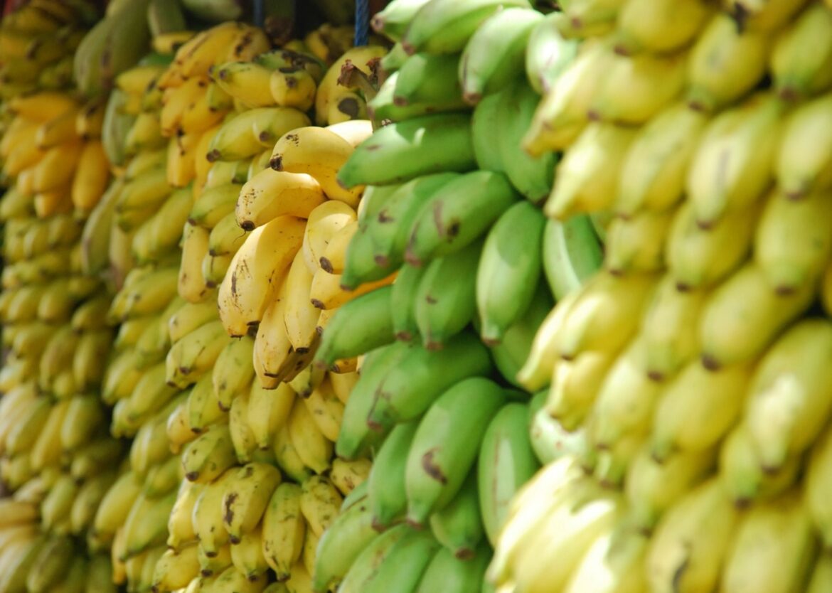 Cachoeirinha se Prepara para a 9ª Festa da Banana neste Fim de Semana