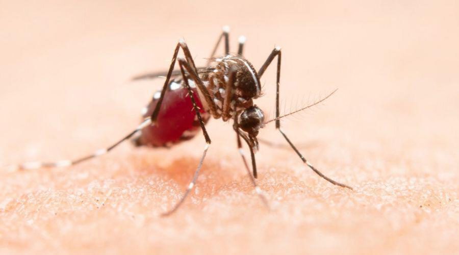 Verão Seguro: Intensificação das Ações de Combate ao Aedes aegypti em Destaque