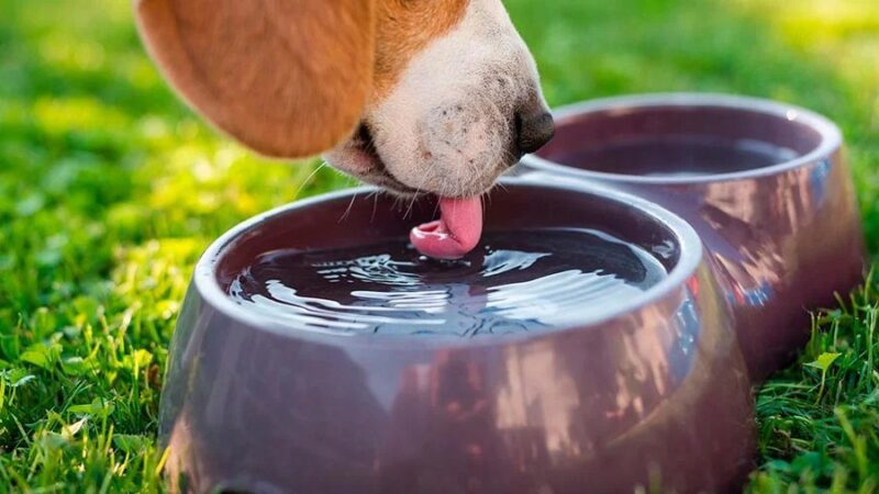 Nova Orla de Cariacica: Ponto de Hidratação 24 Horas para Animais em Breve