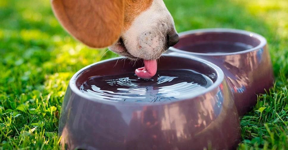 Nova Orla de Cariacica: Ponto de Hidratação 24 Horas para Animais em Breve