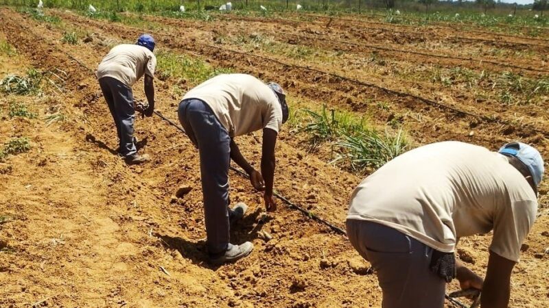 Incaper e Sejus Estabelecem Parceria para Ressocialização de Detentos por Meio do Trabalho Rural