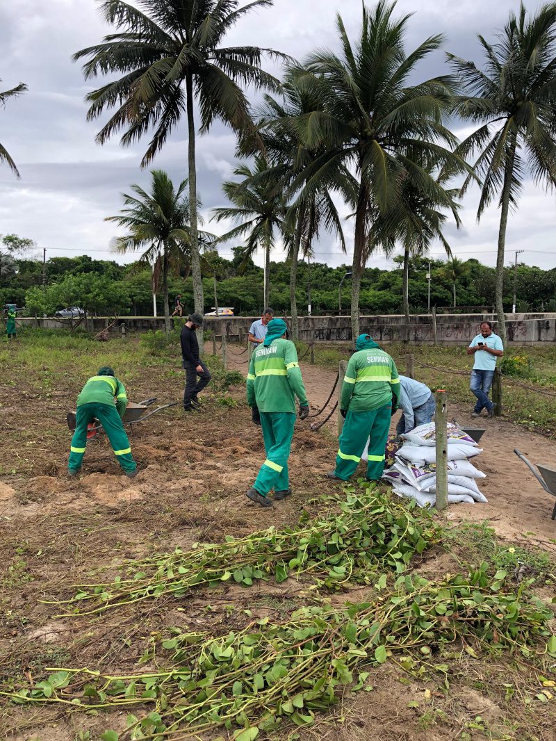 Trabalho de restauração na restinga da praia de Camburi promovido pelo Meio Ambiente