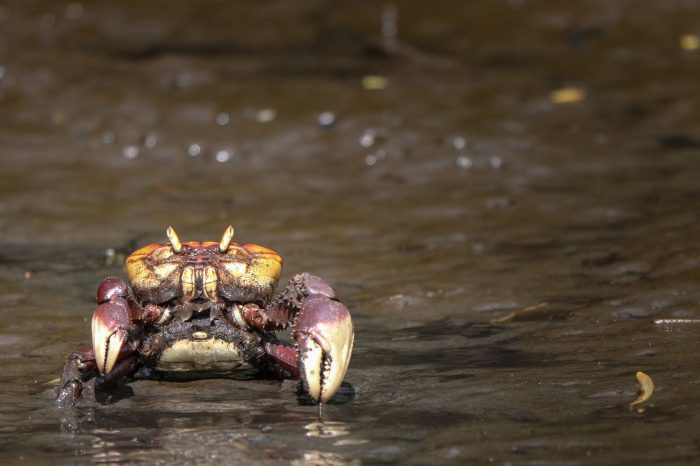 Meio Ambiente prepara ações educativas para período de andada do caranguejo-uçá